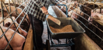Viewpoint: Swine farmers are under attack for allegedly mistreating their animals. Here are the facts.