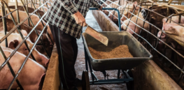 Viewpoint: Swine farmers are under attack for allegedly mistreating their animals. Here are the facts.