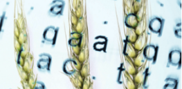 Challenging anti-GMO disinformation: Why genetically-tweaked crops offer bushels of benefits