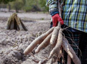 Some plants can poison you. So how did humans figure out what is safe to eat?