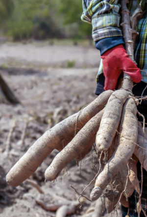 Some plants can poison you. So how did humans figure out what is safe to eat?