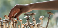 ‘Plasticity’: Can psilocybin support healthy aging by transforming the brains of older adults?