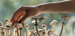 ‘Plasticity’: Can psilocybin support healthy aging by transforming the brains of older adults?