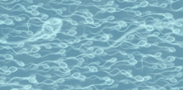 Dr. TikTok and male fertility: Viral claims tout GLP-1 drugs as fertility boosters. What does the science say?