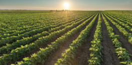 Viewpoint: Are the U.S. and Europe headed towards a repudiation of agricultural biotechnology red tape?
