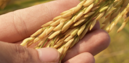 Hidden hunger: Climate change is speeding up the decline of important nutrients in our food