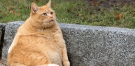 Fat cat? GLP-1 weight loss drugs for animals are on the horizon