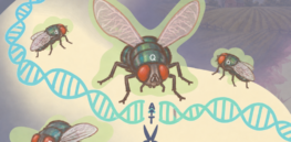 Trojan fly: Gene-edited living insecticides could help farmers spray less 