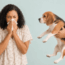 Allergic to dogs? A CRISPR solution may be in the works