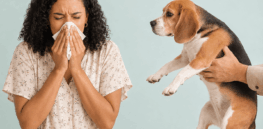 Allergic to dogs? A CRISPR solution may be in the works