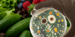 Viewpoint: The misguided Trump-RFK, Jr. formula for improving health: promoting nutrition while undermining food safety