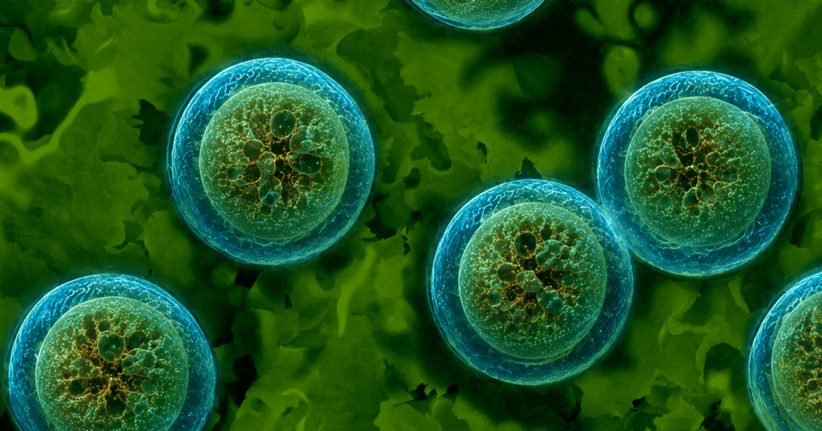 Cyclospora foodborne illness outbreak investigation