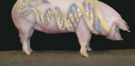 Gene editing’s next frontier: Farm animals
