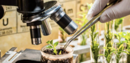 From breakthrough to business: The challenging work of scaling gene-edited food for the public