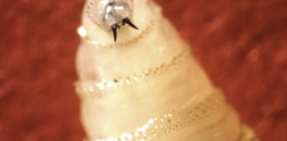 Activists vs. Scientists: Could “Butterfly Effect” fears derail gene-drive research targeting the flesh-eating screwworm?