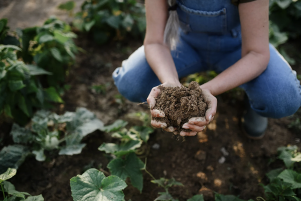 Facts & Fallacies podcast: 'Regenerative farming'? RFK Jr.’s federal push romanticizes the past and risks food security