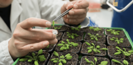 Viewpoint: CRISPR licensing for gene-edited agriculture is booming — just not where you'd expect