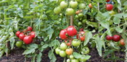 CRISPR-edited tomatoes could deliver dramatically higher cold-season yields
