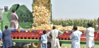 Anti-GMO activists in Pakistan rev up their campaign of dire warnings
