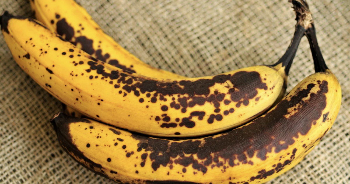 Non-browning CRISPR gene-edited bananas move one step closer to British markets