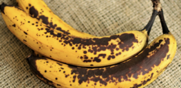 Non-browning CRISPR gene-edited bananas move one step closer to British markets