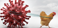 RFK Jr.’s anti-vaccine obsession and fear of MAHA derailed bird flu containment plan