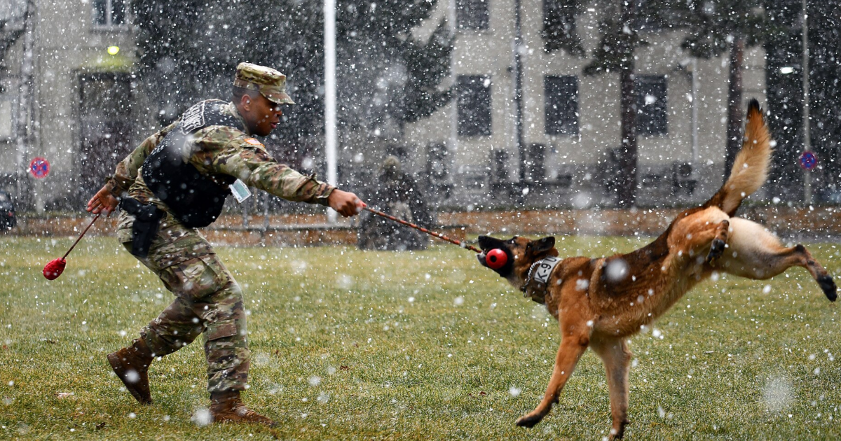 Healthier, stronger, better sniffers? Warhound’s genetically-engineered solution to the war dog shortage