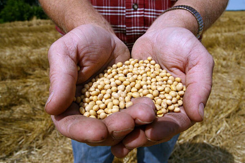 Monsanto Supreme Court Seed Dispute