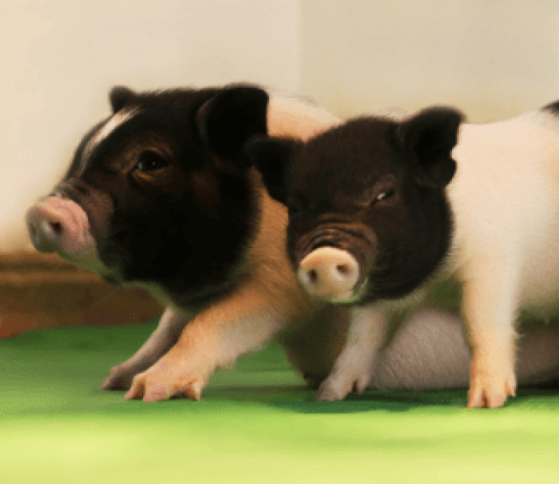 Two of the three piglets born without PERVs. Pigs like this could one day supply virus-free organs to transplant patients.