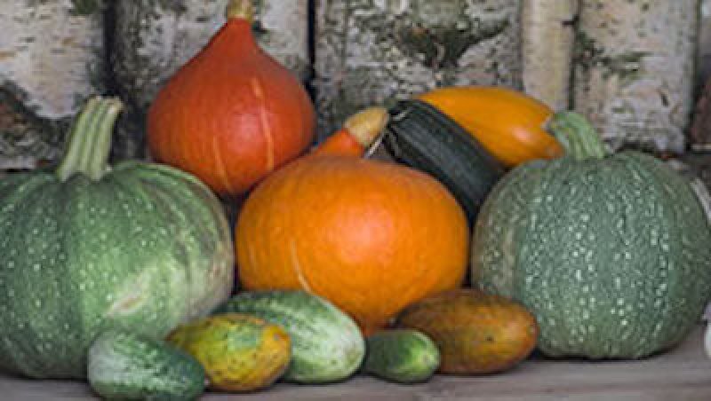 Image of Pumpkins and melons