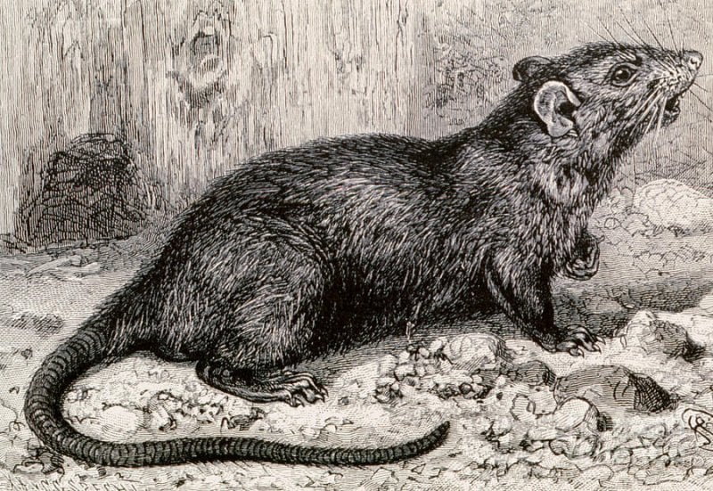 black rat th century engraving spl