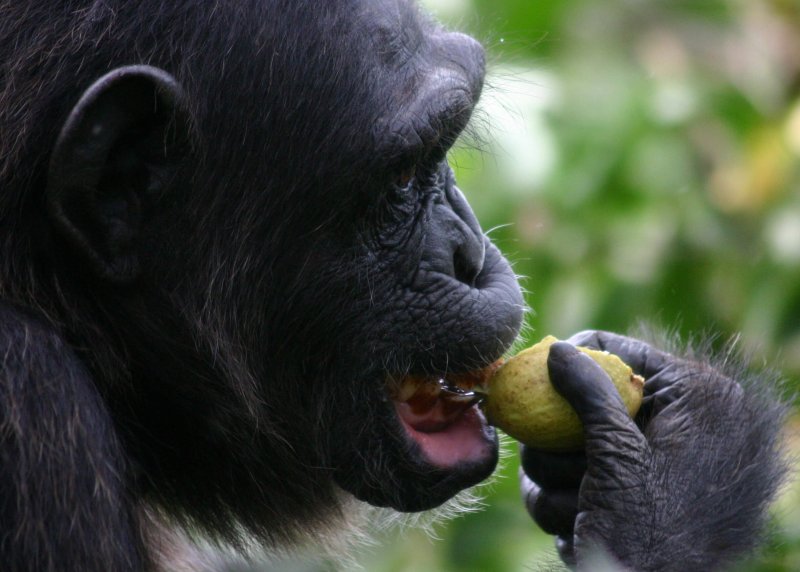 Chimp eating fig