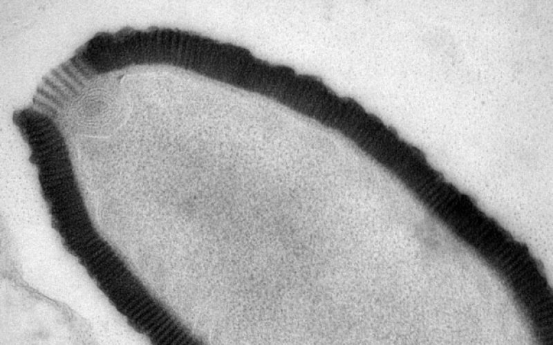 An image of the new virus (CREDIT: Julia Bartoli & Chantal Abergel; Information Génomique et Structurale, CNRS-AMU, via Nature).