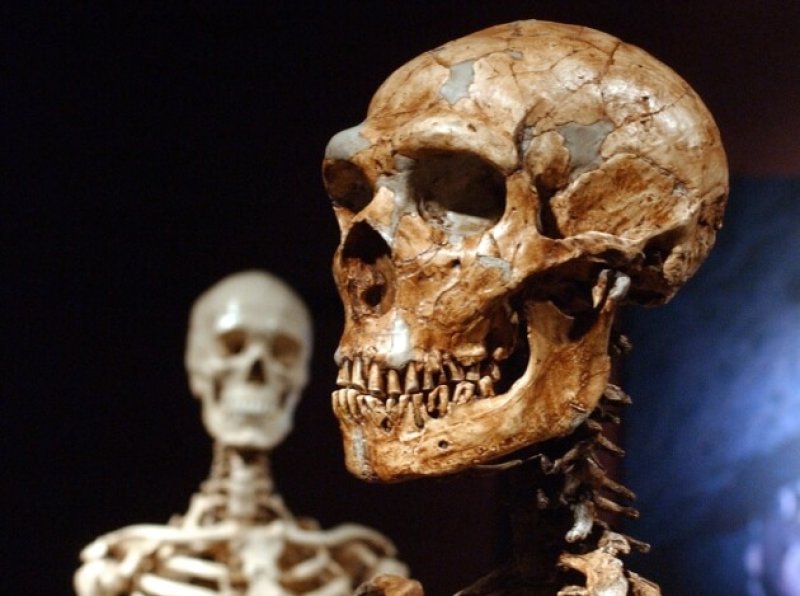 Recreated Neanderthal skeleton. (Credit: Frank Franklin II/AP/Press Association Images via Nature)