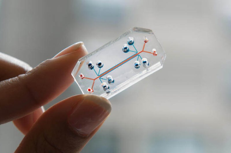 lung on a chip illuminated by natural light