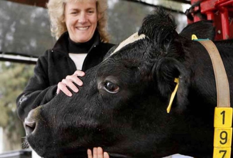 Geneticist Alison Van Eenennaam: Genetic engineering could save farm animals  from disease - Genetic Literacy Project