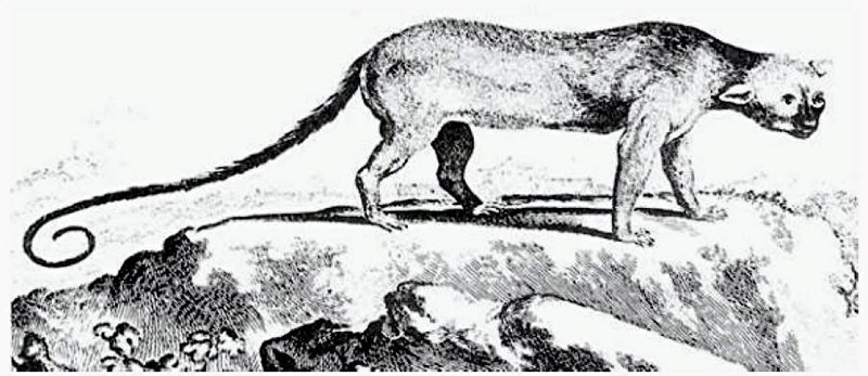 Poto mystery Jamaican mammal possibly Xenothrix