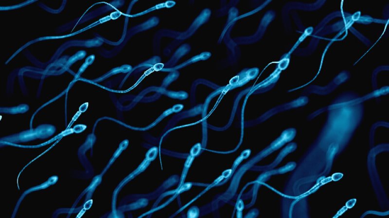 af aa b e d sperm