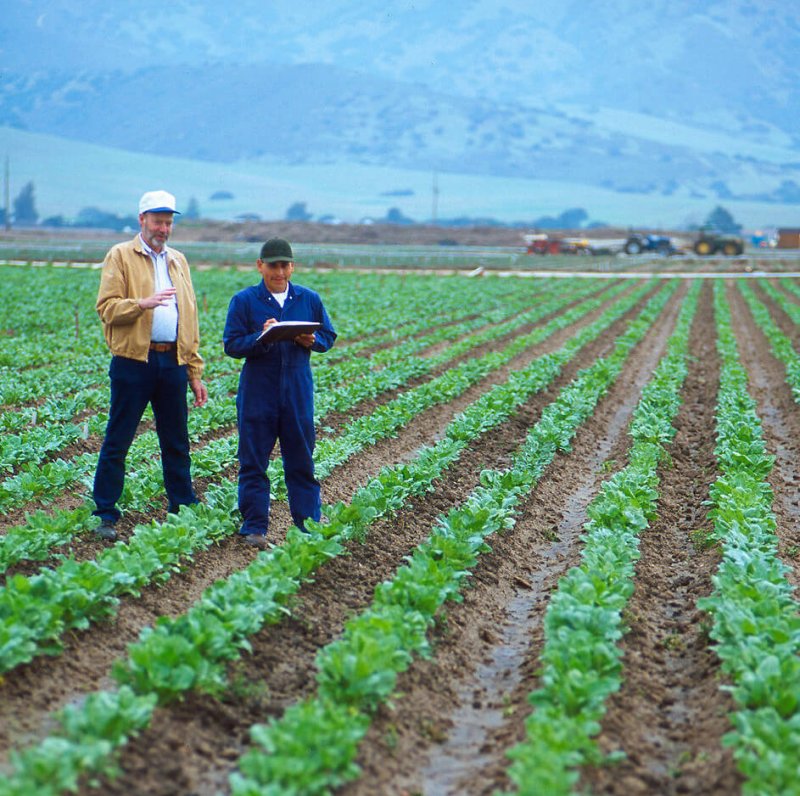 farmers checking crops in a field pv e