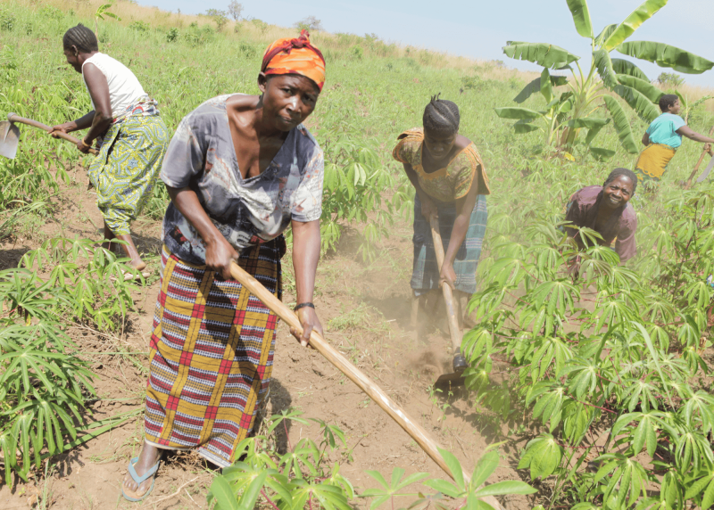 Congolese family cultivating its field on the outskirts of the town of Kalemie, Katanga province. 
Credit: MONUSCO and Myriam Asmani via CC-BY-SA-2.0