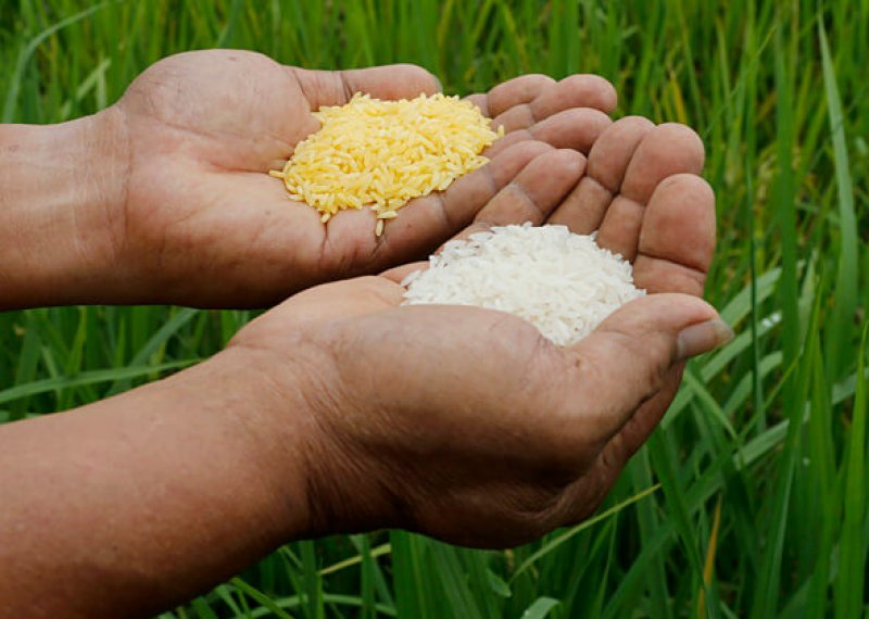 Viewpoint: Despite anti-GMO opposition, poor farmers will finally plant ...