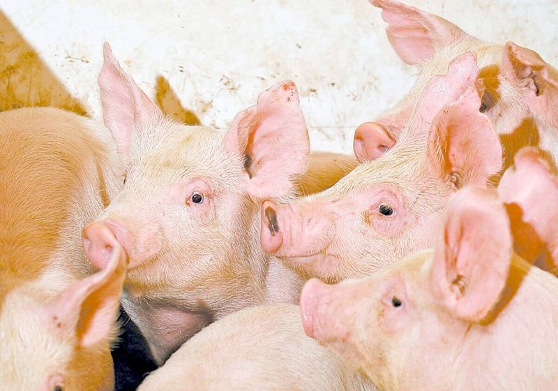 134831_web1_pigs