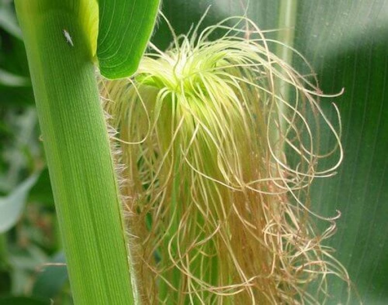 maize female flower zoom