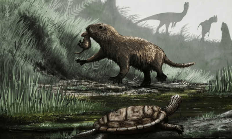 An artist’s impression of Mesozoic animals found fossilised in the Kayenta rock formation. It shows Dilophosaurus (dinosaur) at the back, Kayentatherium (Mesozoic mammal) in the centre, and Kayentachelys (Mesozoic turtle) at the front. Credit: Mark Witton/Recreating an Age of Reptiles