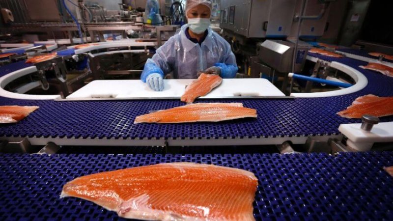 28-years in development, GMO salmon now on sale in Canada-while US ...