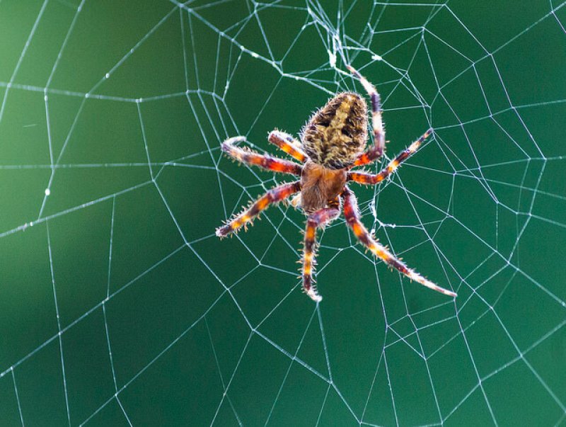 Spiders Can Teach Us About Mobility — Nature Comes Standard LLC