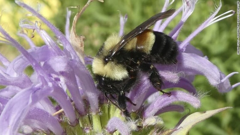 rusty patched bumble bee exlarge