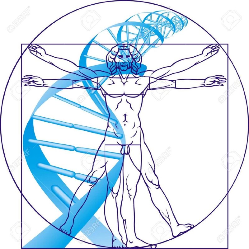 Leonardo da Vinci man and DNA on the white background Stock Vector