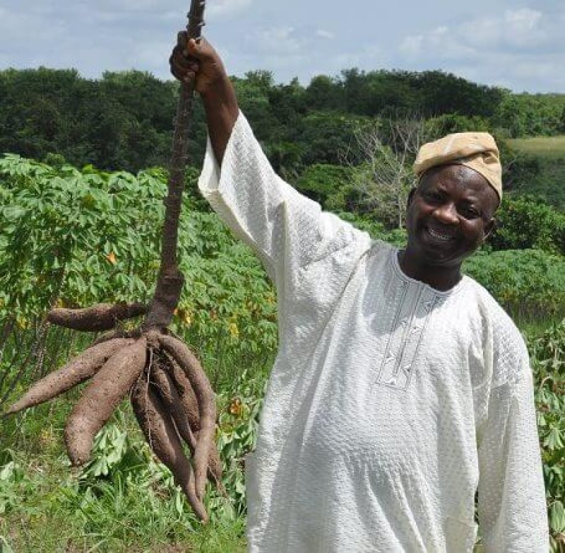 Cassava field roots L Sanni Nigeria A Graffham e