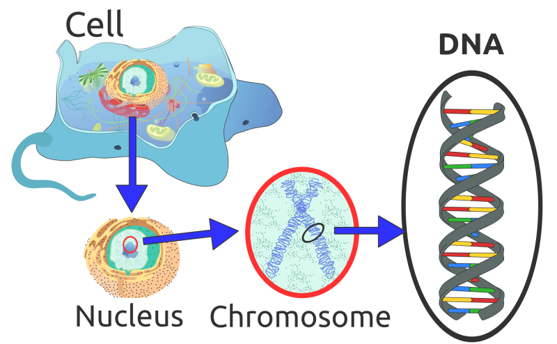 px Eukaryote DNA en svg